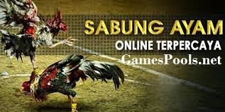 Online Sabung Ayam Menjadi Solusi Tepat - Permainan Online