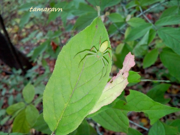 Бересклет малоцветковый (Euonymus pauciflorus)