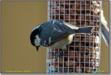 Nant yr Arian - March