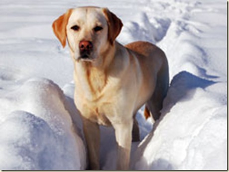labrador-retriever