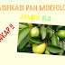 37+ Anatomi Daun Jambu Biji