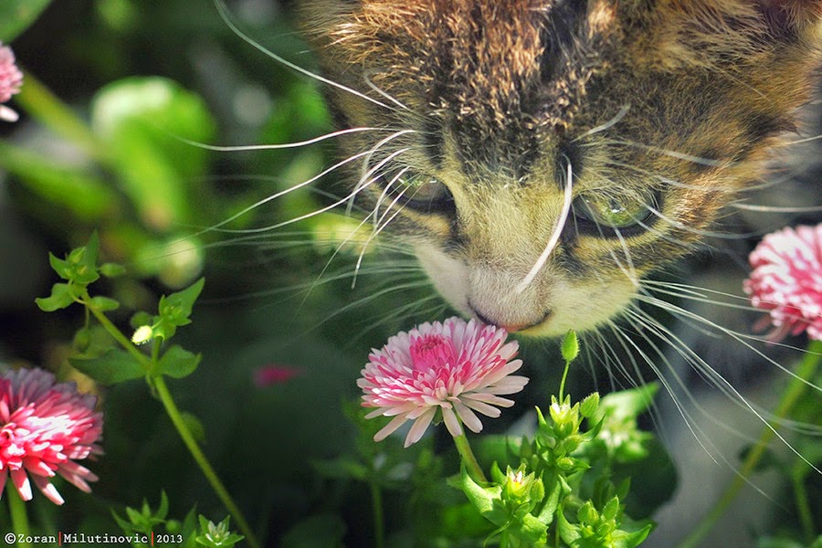 150 gambar kucing lucu dan imut termasuk anggora, persia, dan maine coon