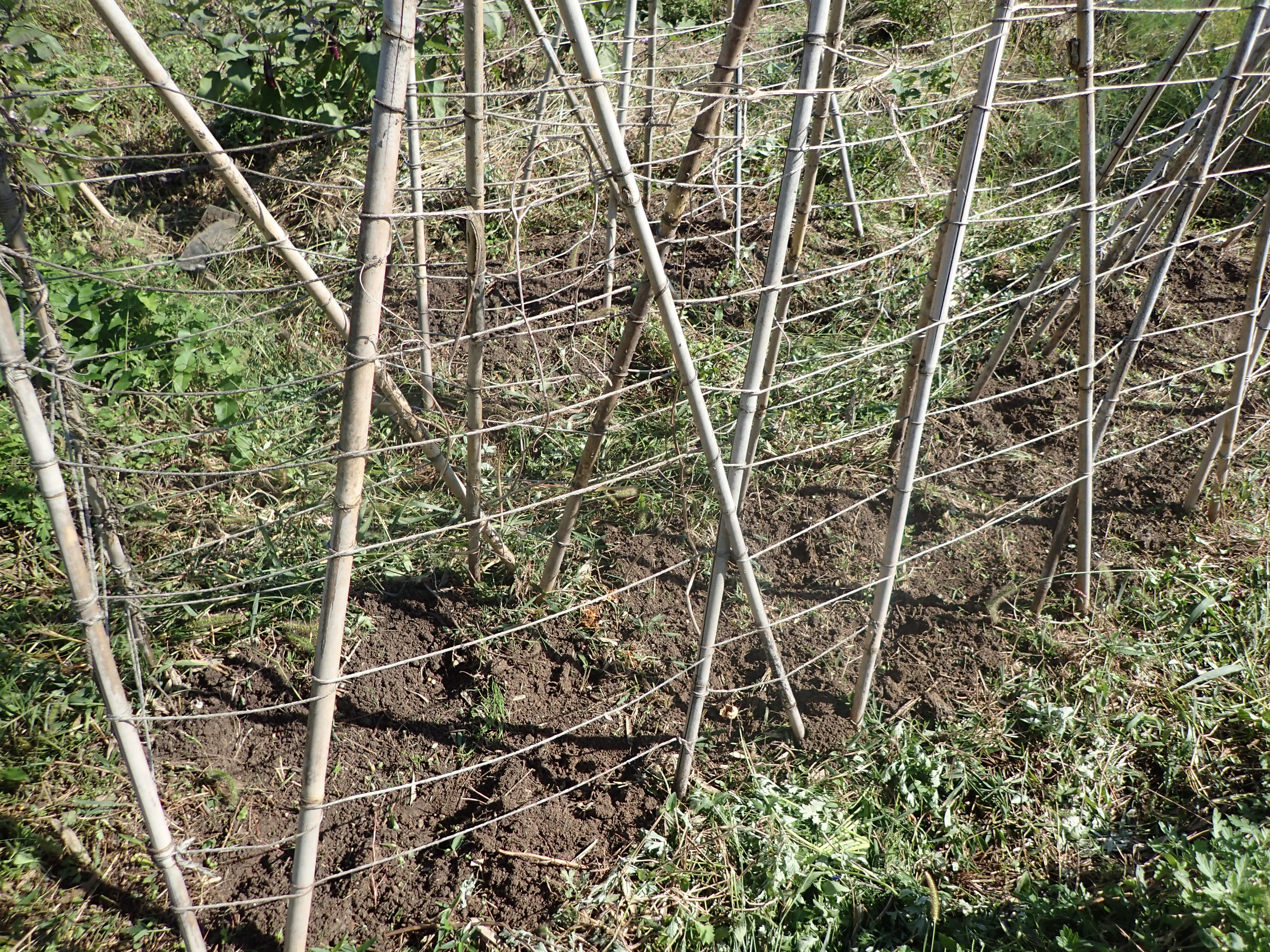 えんどう豆の種まきと秋の昼食 珍妙雑記帖