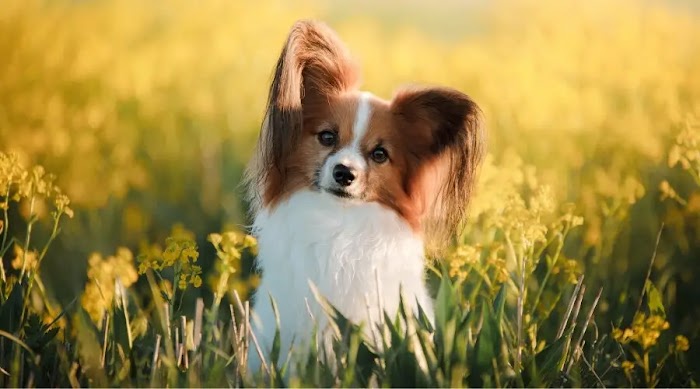 The Papillon dog breed is active and smart.