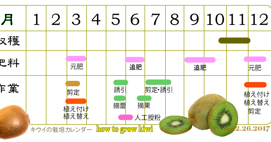 キウイの木の育て方 おいしい鉢植え果樹の栽培育て方 自宅を果樹園に