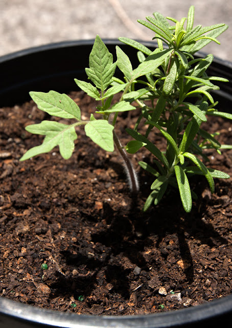 Tomato seedling growing in rosemary pot