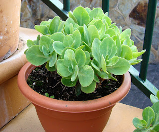 Hierba callera o Sanalotó (Hylotelephium telephium 'Herbstfreude' (sin. Sedum telephium 'Herbstfreude' o Sedum telephium 'Autumn Joy')).