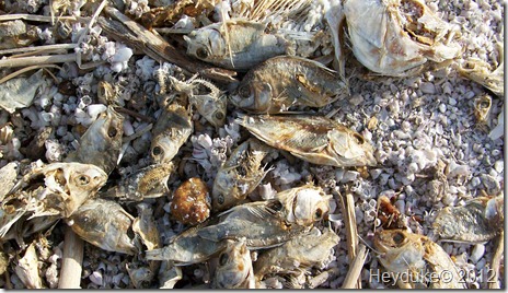 Salton Sea CA 016