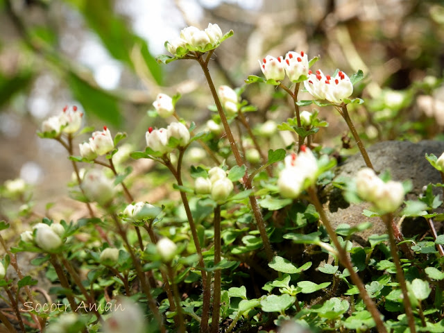 Chrysosplenium album