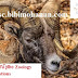 ജന്തു ശാസ്ത്രം Zoology Questions ജീവ ശാസ്ത്രം Biology LDC, LGS  Kerala PSC Thulasi