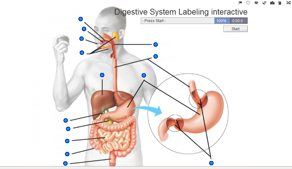 http://www.purposegames.com/game/digestive-system-labeling-interactive-game