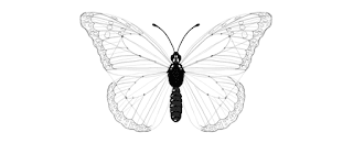 how-to-draw-butterfly-4-8