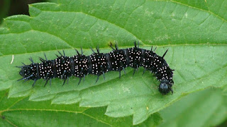 Aglais io caterpillar DSC45053