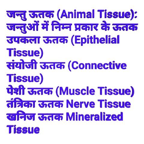 What is animal tissue class 9? animal tissue ncert,function of tissue, connective tissue in animals,types of epithelial tissue,epithelial tissue in