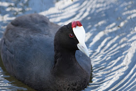 Red-knobbed Coot - S’Albufera Natural Park, Mallorca