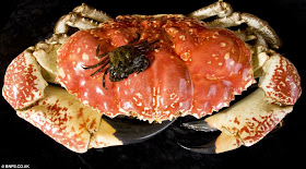 Claude is a 15-pound Tasmanian giant crab that was caught in Australia and now is in British aquarium., monster tasmanian king crab, tasmanian giant crab pictures