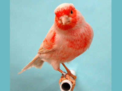 gambar Burung Color Breed Canary