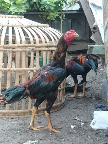  Ayam  bangkok sisik ubed jalu