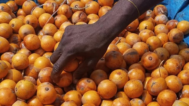 5 interesting health benefits of Agbalumo (African star apple)