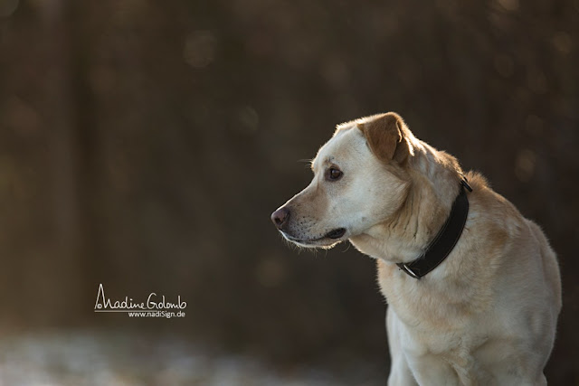 Hundefotos: Interview mit der Tierfotografin Nadine Golomb + Tipps für bessere Fotos von eurem Hund