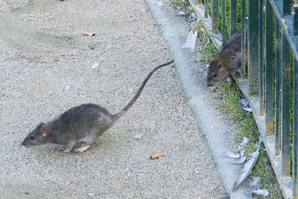 Paris et Marseille font partie des dix villes du monde les plus infestées par les rats