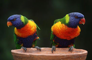 Parrot Bird ,wtf parrot , parrots of telegraph hill, what the fuck parrot, dead parrot sketch, parrot says wtf,. Pets, blue Parrot