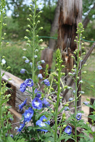 Delphinium Flower, Garden, Living From Glory To Glory Blog...