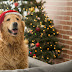 Christmas Health Tips for Dogs