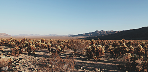 Joshua Tree National Park Desert Photography