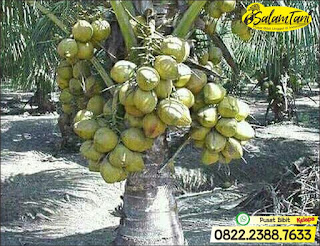 Bibit Kelapa Wulung, Bibit Kelapa Gading, Bibit Kelapa Hijau, Bibit Kelapa Unggul, Bibit Kelapa Kopyor Genjah, Bibit Kelapa Kopyor Hibrida Unggul