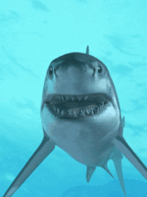 Cuidado con el tiburón blanco (GIF animado)