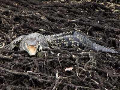 Estuarine Crocodile (Crocodylus porosus)