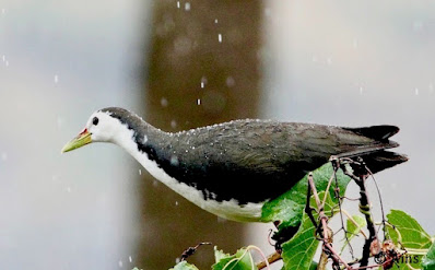 "White-breasted Waterhen , enjoying the slight drizzle".