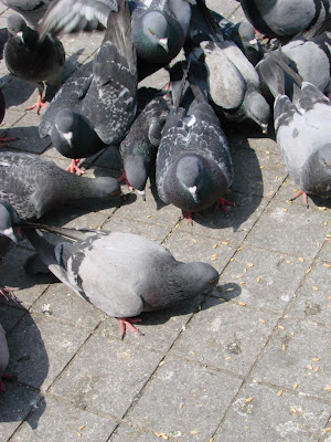 Feeding the pigeons