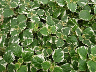 Plectranthus forsteri 'Marginatus'