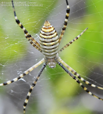 Argiope trifasciata