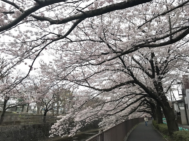 Japan cherry blossoms