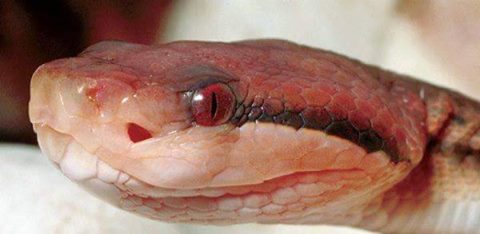 Essa é a cobra mais venenosa do mundo