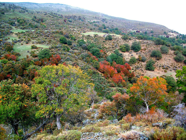 Camarate Lugros. Sierra Nevada