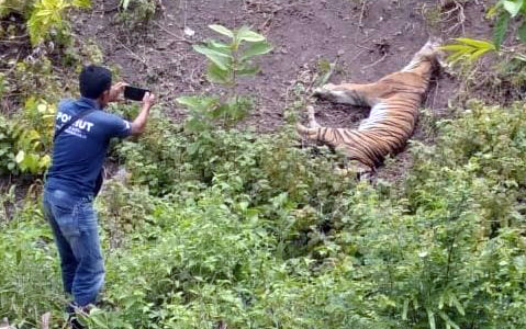 Sat Reskrim Polres Aceh Selatan Olah TKP Kematian Harimau Sumatera di Gampong Bukit Meuah, Kecamatan Meukek