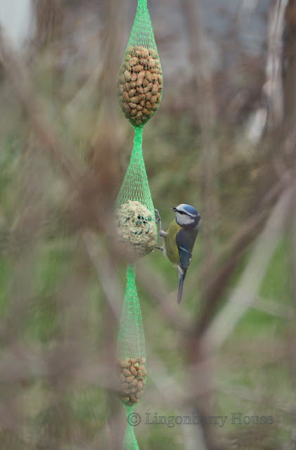 lingonberryhouse, bird, lintu, sinitiainen