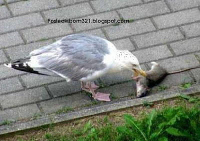 Burung Telan Tikus !