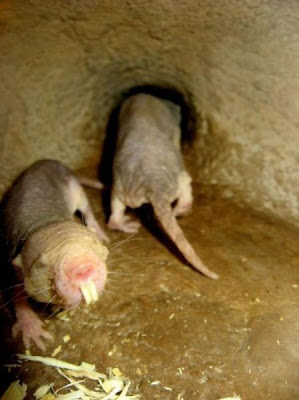 World’s Ugliest Animal - The Naked Mole Rat Seen On www.coolpicturegallery.us