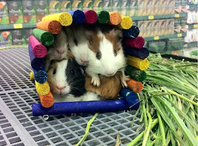 Funny animals of the week - 27 December 2013 (40 pics), guinea pigs fit in small house