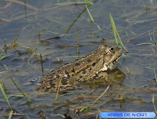 Grenouille verte d'Europe - Anoures - Pelophylax