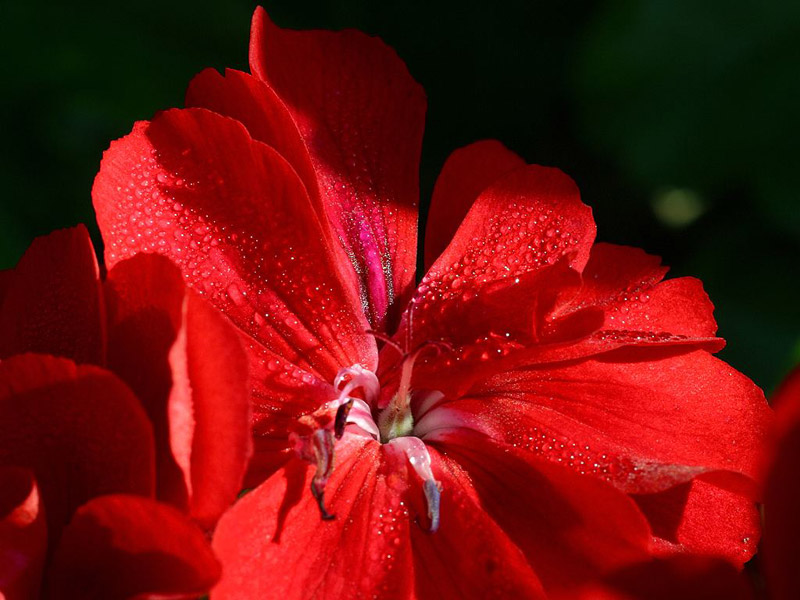 Nice Photography of Red Flower in garden | 16 Beautiful Examples of Flower Photography | totally Cool pix | best Photographer | big picture | wallpaper