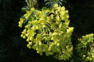 Euphorbia characias çiçeği