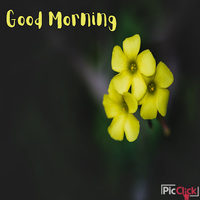 Good Morning Flower