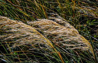 Grass Photography