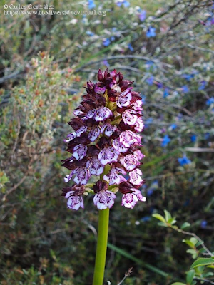 https://www.biodiversidadvirtual.org/herbarium/Orchis-purpurea-Huds.-img503639.html